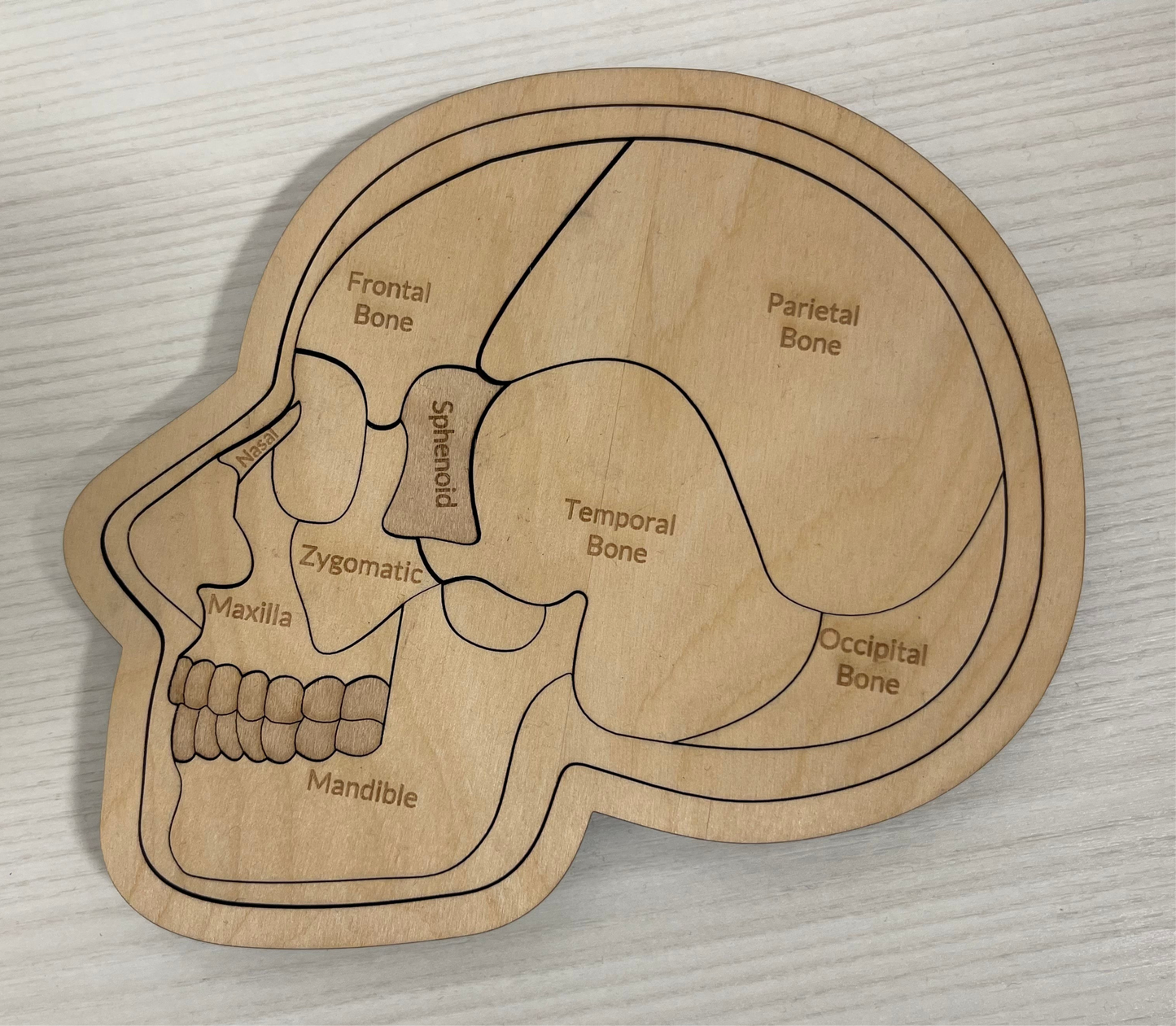 Anatomy of the Skull and Brain Educational Puzzle