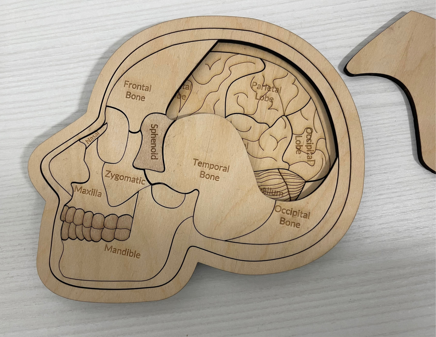 Anatomy of the Skull and Brain Educational Puzzle