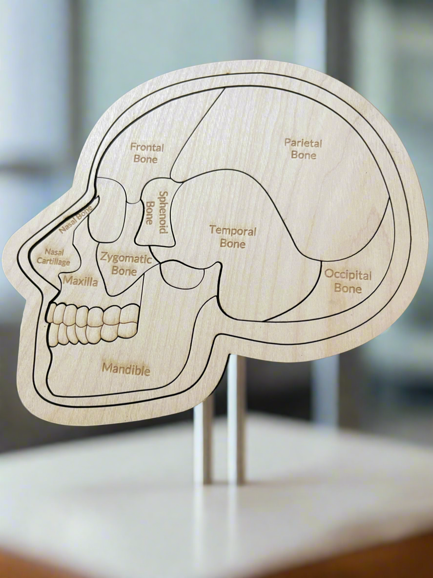 Anatomy of the Skull and Brain Educational Puzzle
