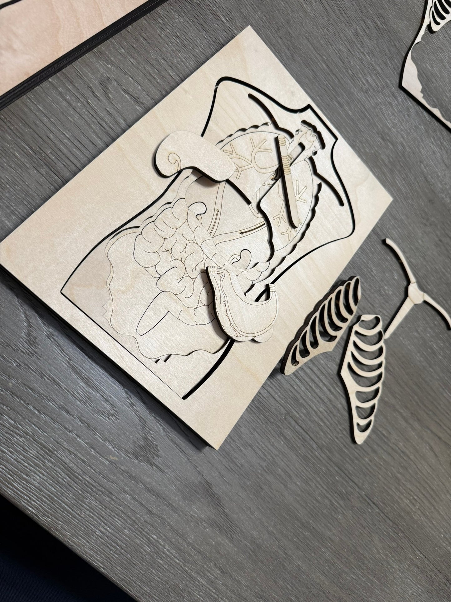 Anatomy Human Body Puzzle