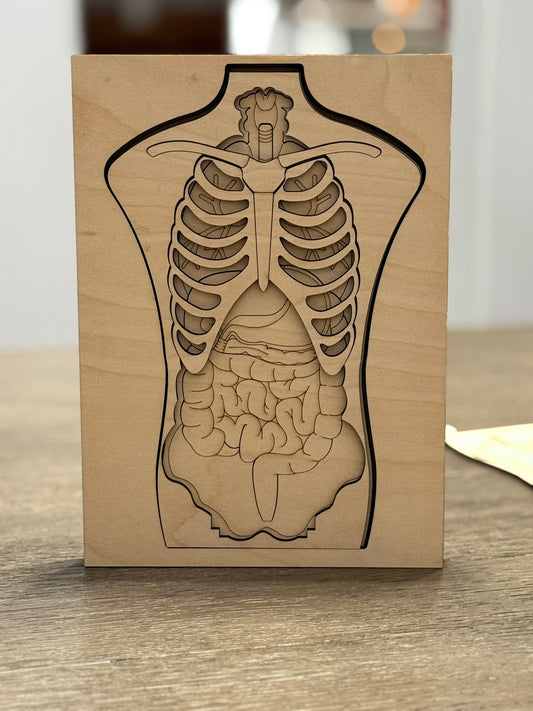 Anatomy Human Body Puzzle